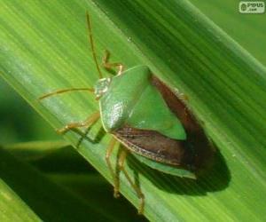 Puzzle Green Stink Bug